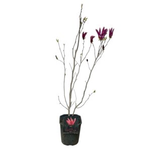 Liliombokor (Magnolia ‘susan’)