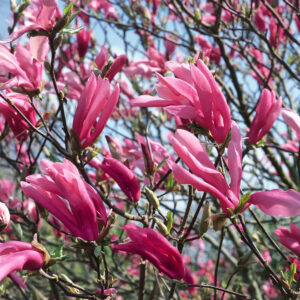 Liliombokor (Magnolia ‘susan’)