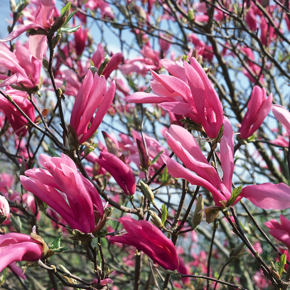 Liliombokor (Magnolia ‘susan’)