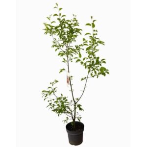 Vörös oszlopos díszalma (Malus ‘Red Sentinel’)