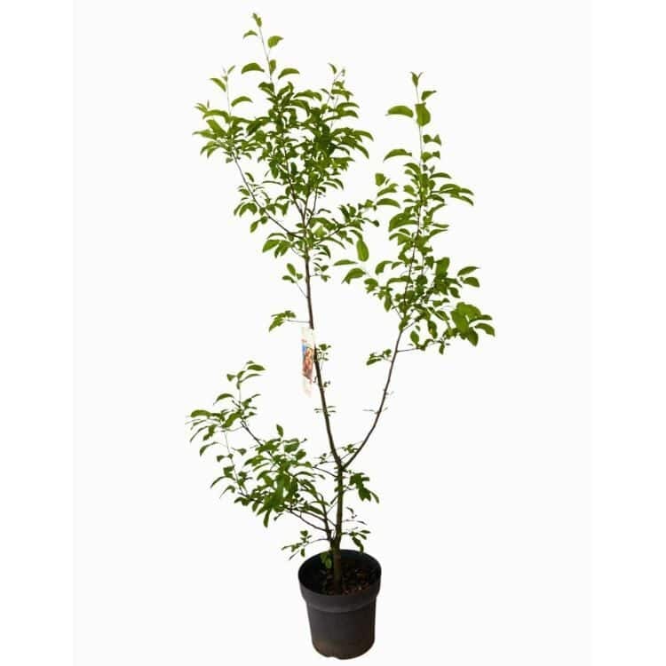 Vörös oszlopos díszalma (Malus ‘Red Sentinel’)