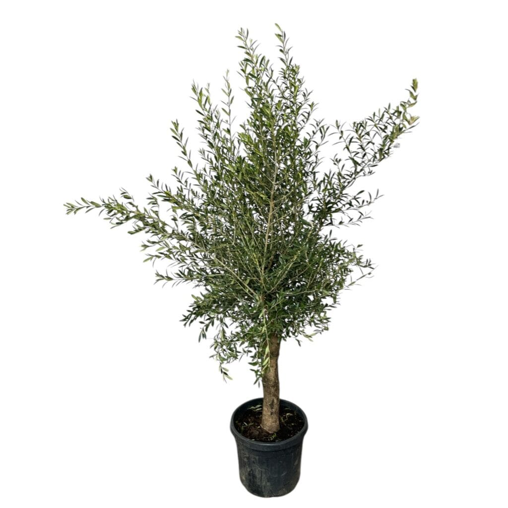 Olajfa (Olea europaea)