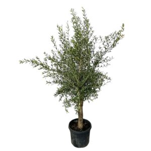 Olajfa (Olea europaea)