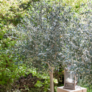 Olajfa (Olea europaea)