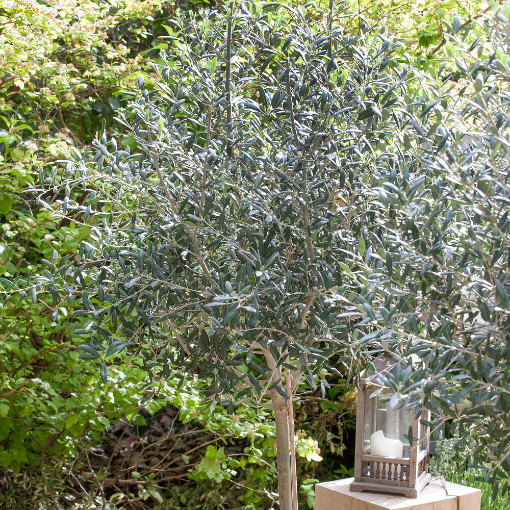 Olajfa (Olea europaea)