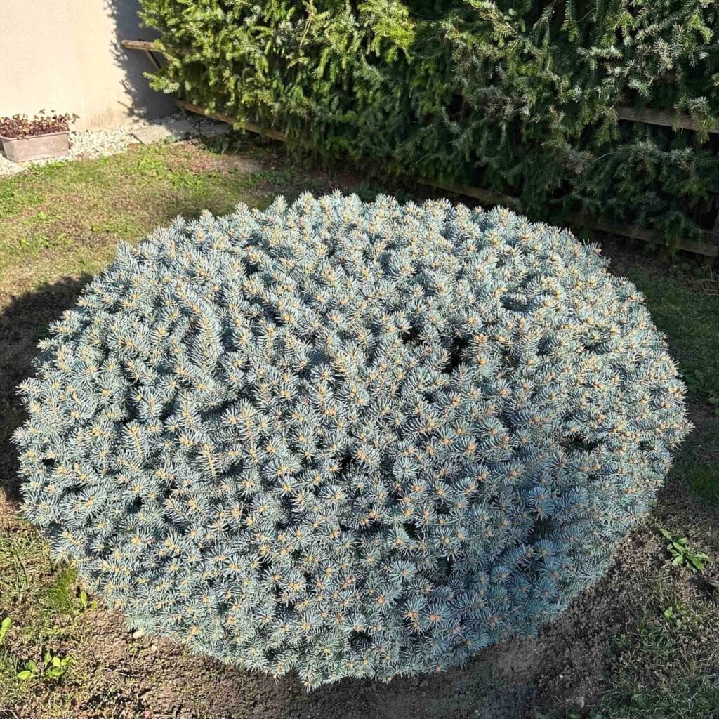 Törzses gömb ezüstfenyő (Picea pungens ‘Glauca Globosa’)
