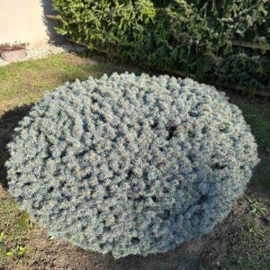 Törzses gömb ezüstfenyő (Picea pungens ‘Glauca Globosa’)