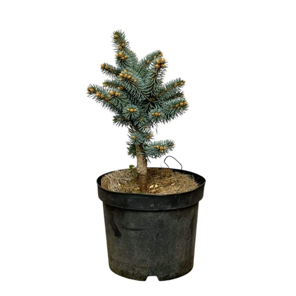 Gömb ezüstfenyő (Picea pungens ‘Glauca Globosa’)