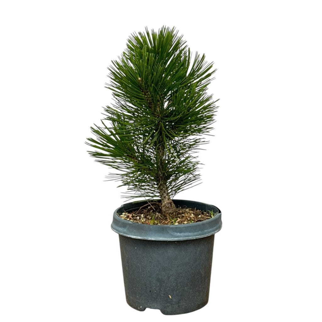 Törpe görög fenyő – PINUS HELDREICHII ‘COMPACT GEM’