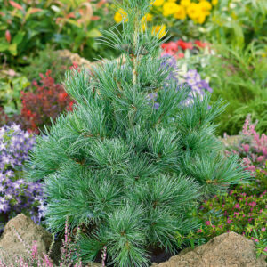 Törpe görög fenyő – PINUS HELDREICHII ‘COMPACT GEM’