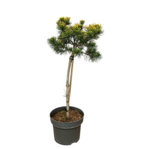 Törpe hegyifenyő (Pinus mugo ‘Carsten’s Wintergold’)