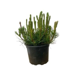 Törpefenyő (pinus mugo var. pumilio)