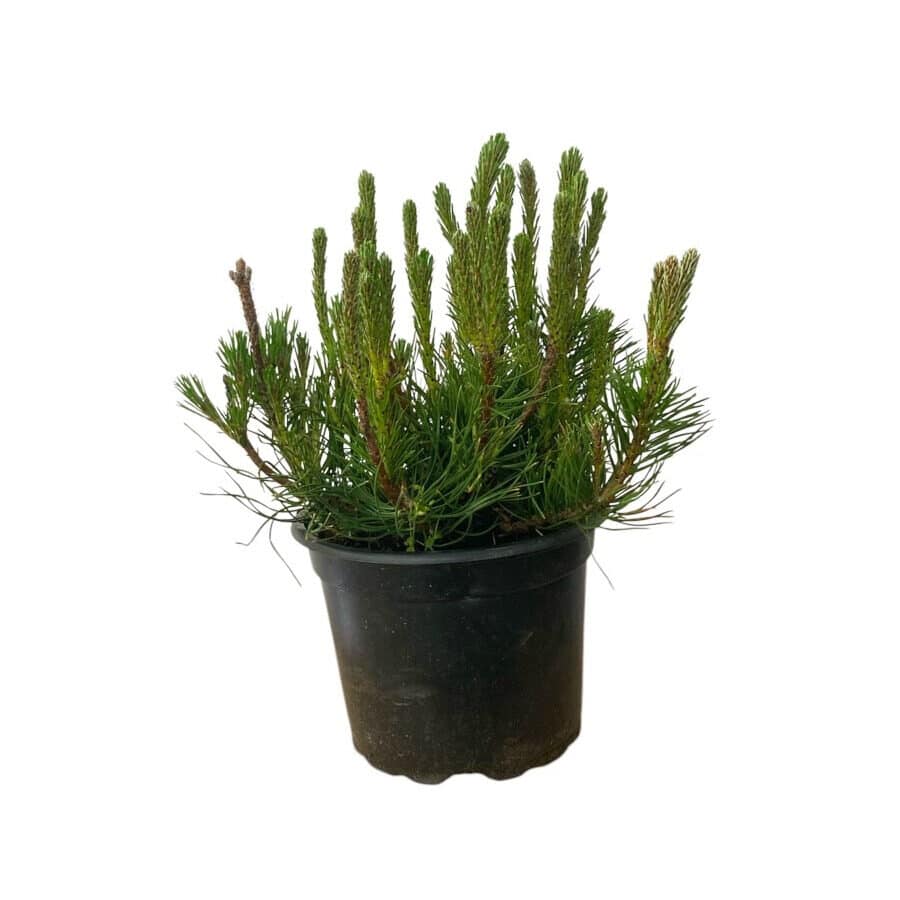 Törpefenyő (pinus mugo var. pumilio)