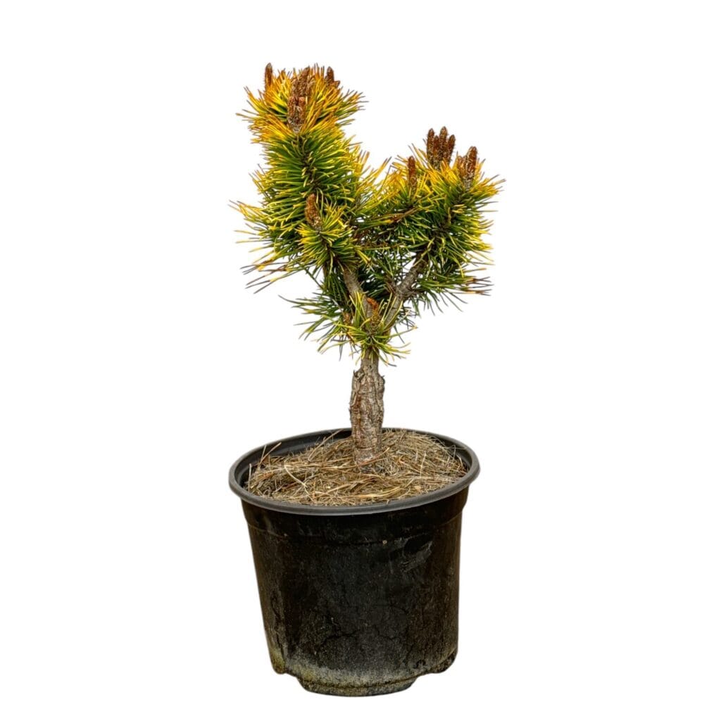 Wintergold törpefenyő (pinus mugo ‘wintergold’)
