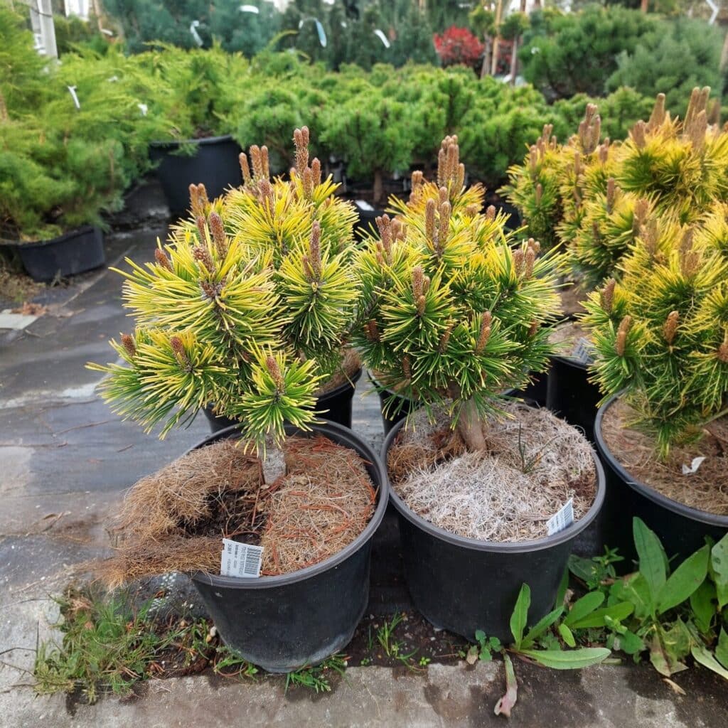 Wintergold törpefenyő (pinus mugo ‘wintergold’)