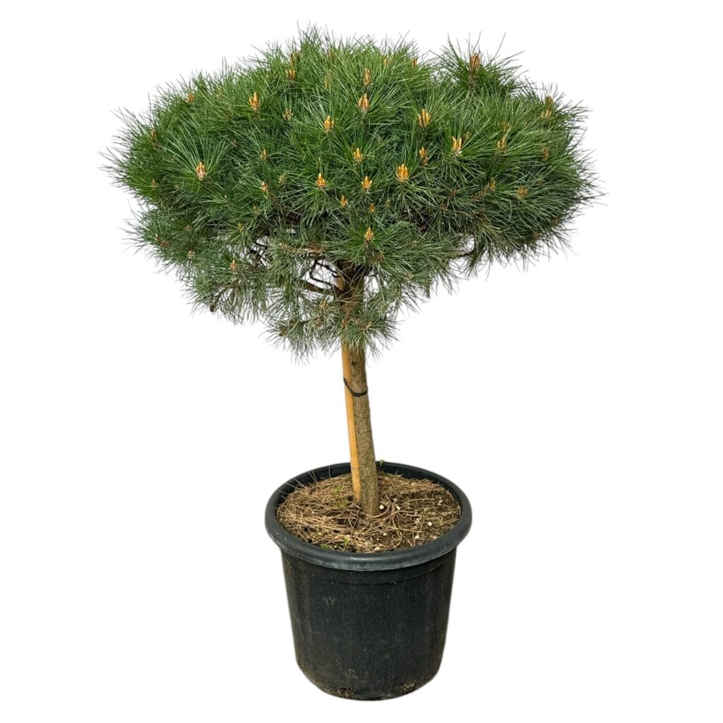 Törpe feketefenyő – PINUS NIGRA ‘BREPO’