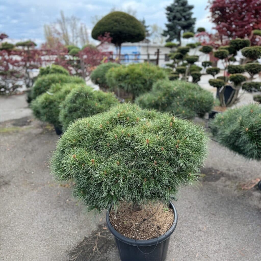 Törpe feketefenyő – PINUS NIGRA ‘BREPO’
