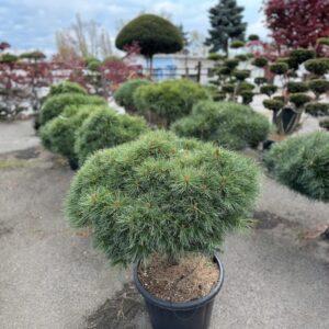 Törpe feketefenyő – PINUS NIGRA ‘BREPO’