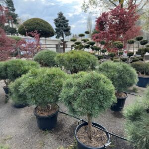 Törpe feketefenyő – PINUS NIGRA ‘BREPO’