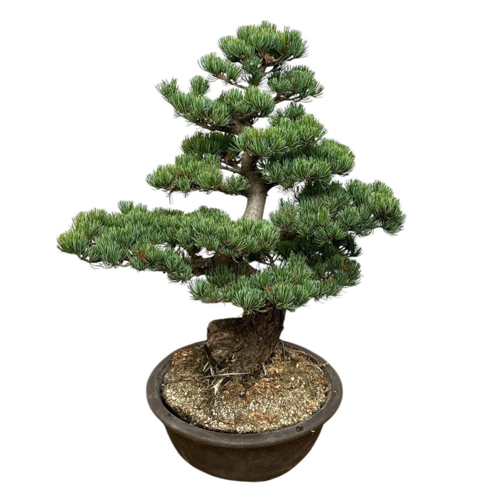 Japán fehérfenyő (pinus parviflora ‘glauca’)