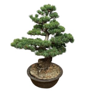 Japán fehérfenyő (pinus parviflora ‘glauca’)