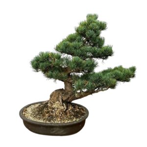 Japán fehérfenyő (pinus parviflora ‘glauca’)