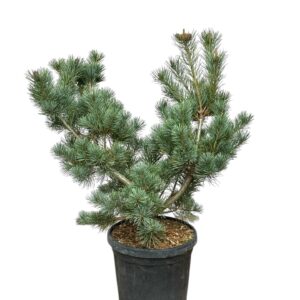 PINUS PARVIFLORA ‘NEGISHII’