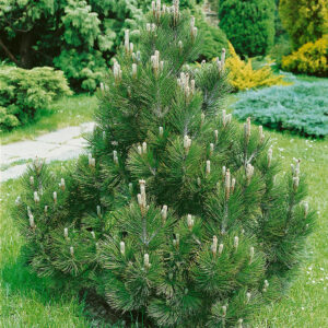 PINUS PARVIFLORA ‘NEGISHII’
