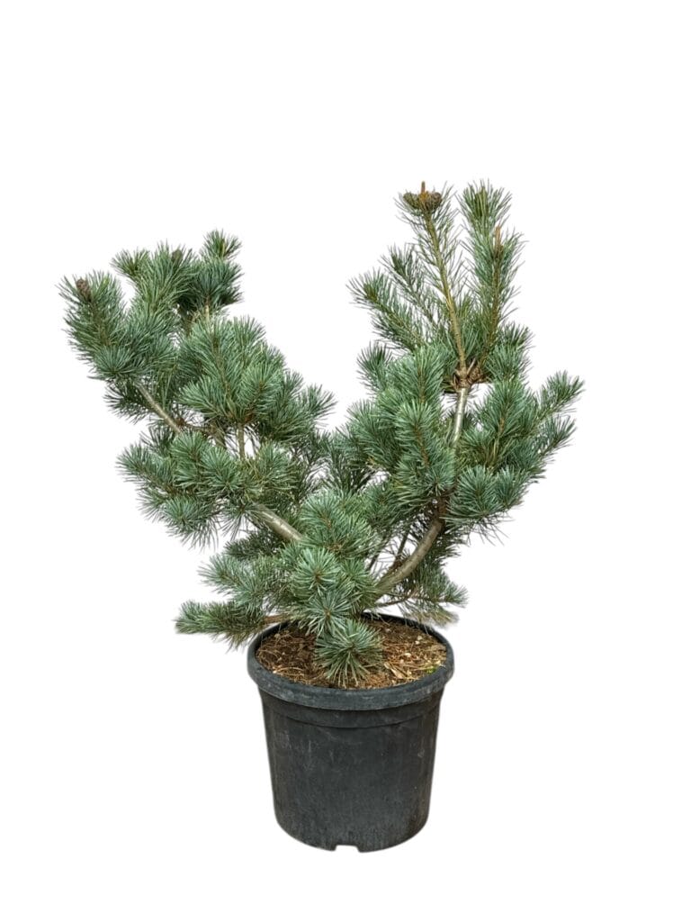 PINUS PARVIFLORA ‘NEGISHII’