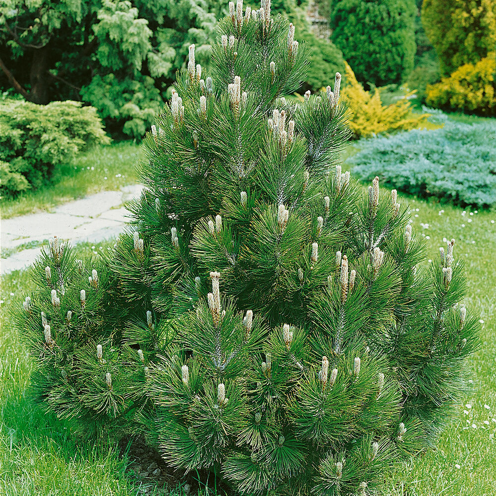 PINUS PARVIFLORA ‘NEGISHII’