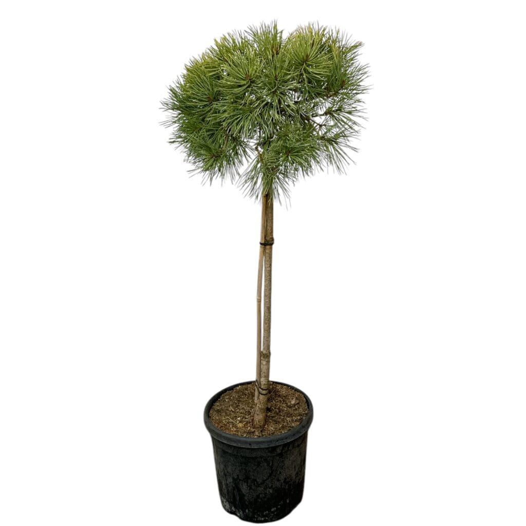 Aranyfenyő (törzses) – PINUS SYLVESTRIS ‘AUREA’