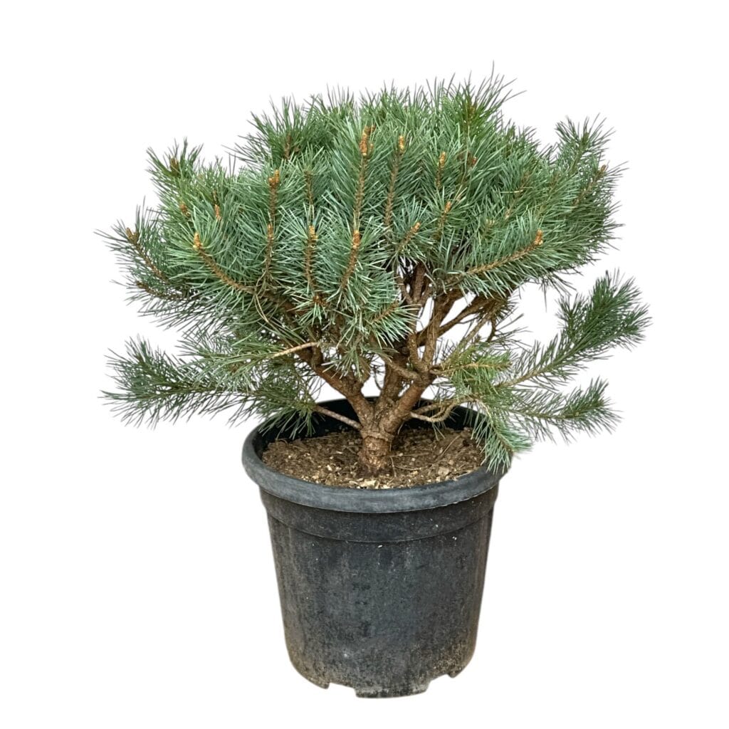 Erdei fenyő (pinus sylvestris ‘watereri’)