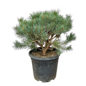 Erdei fenyő (pinus sylvestris ‘watereri’)