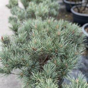 Erdei fenyő (pinus sylvestris ‘watereri’)