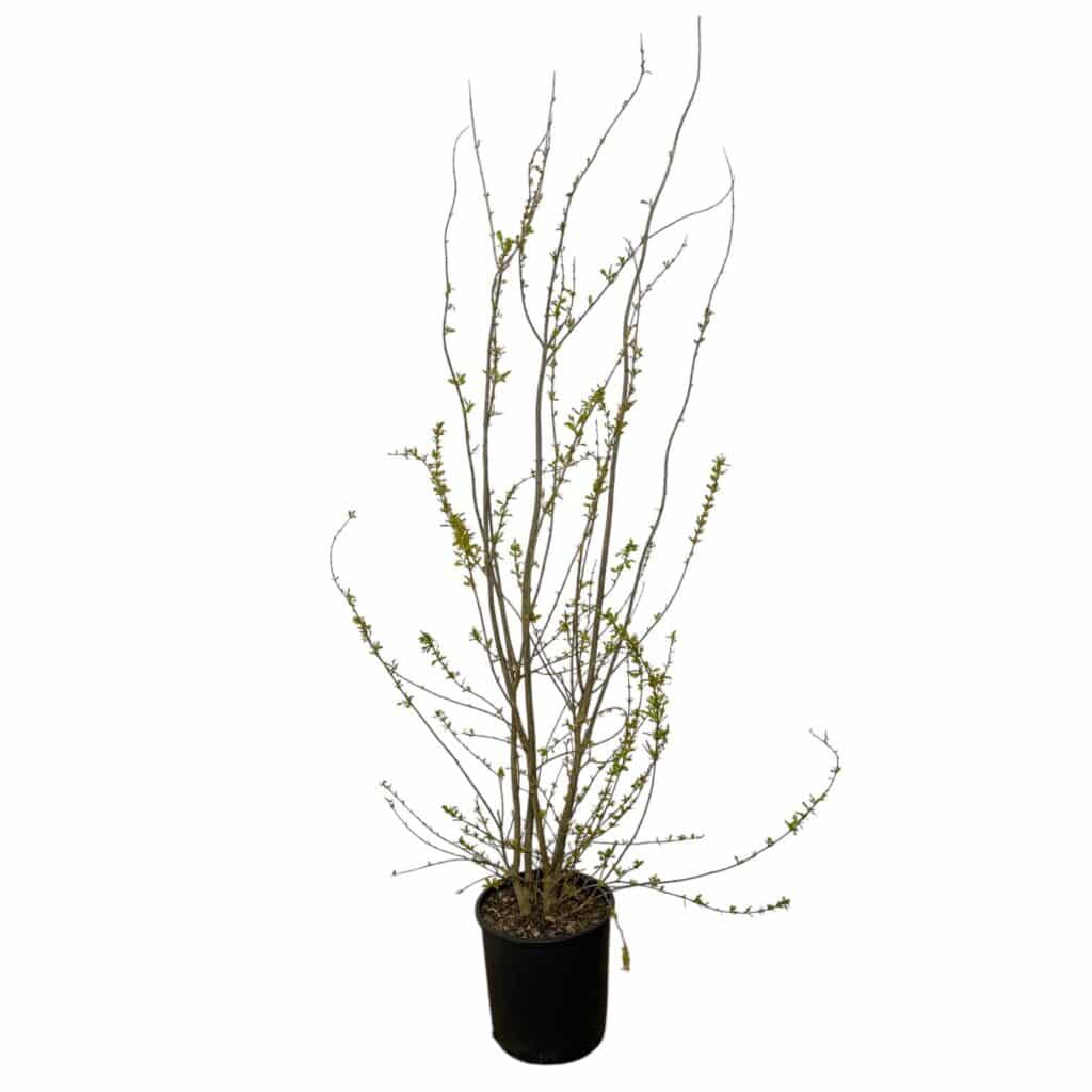 Gránátalma bokor (Punica granatum)