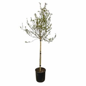 Gránátalma fa – PUNICA GRANATUM