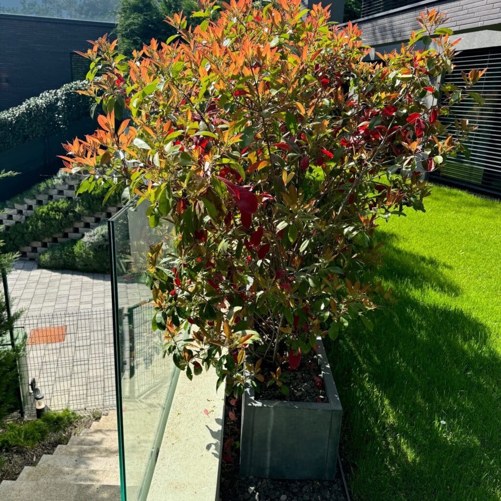 Korallberkenye (Photinia serrulata ‘Red Robin’)