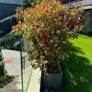 Korallberkenye (Photinia serrulata ‘Red Robin’)