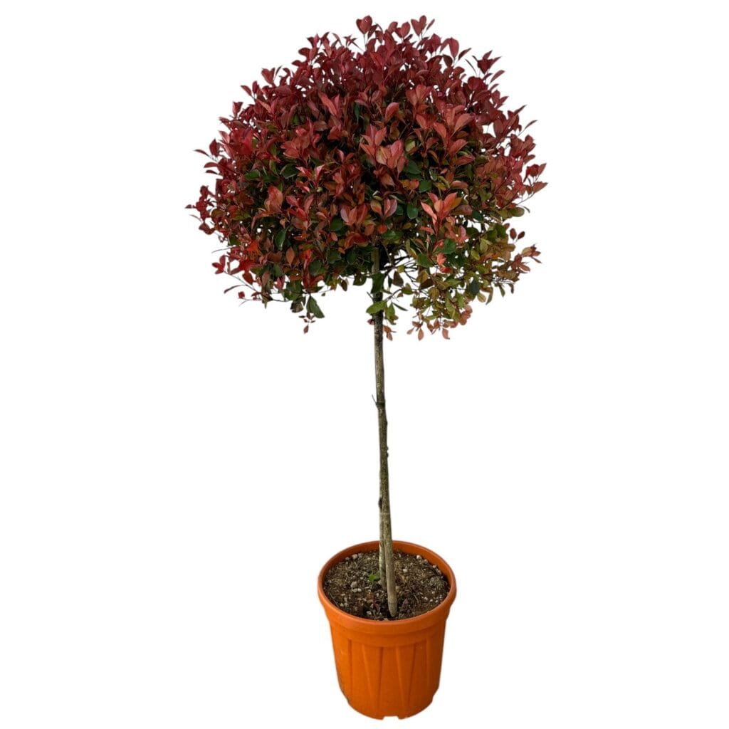 Gömbformájú korallberkenye – PHOTINIA SERRULATA ‘COMPACTA’ (GÖMB)