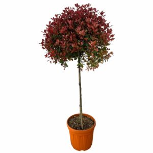 Gömbformájú korallberkenye – PHOTINIA SERRULATA ‘COMPACTA’ (GÖMB)