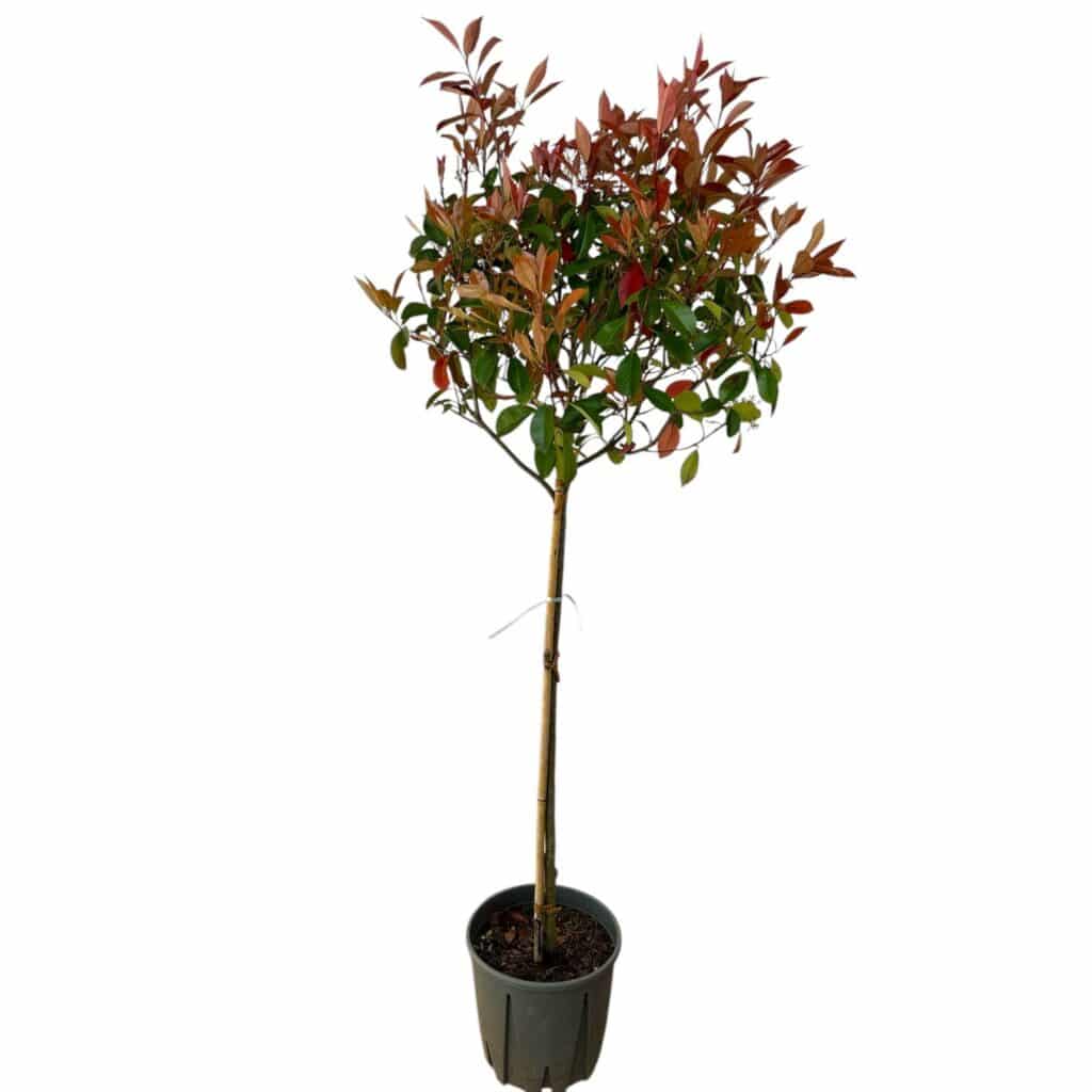 Korallberkenye fa (Photinia serrulata ‘Red Robin’)