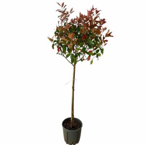 Korallberkenye fa (Photinia serrulata ‘Red Robin’)