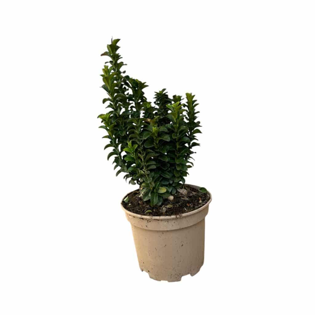 Japán kecskerágó (Euonymus japonicus ‘benkomasaki’)