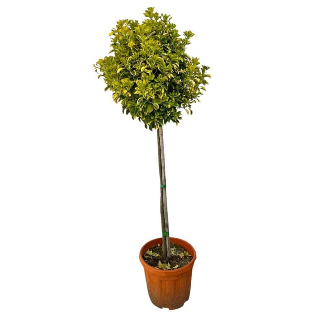 Sárgaszegélyű japán kecskerágó (Euonymus japonicus ‘aureomarginata’)