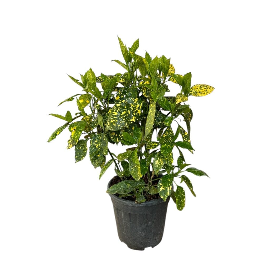 Tarka japán babérsom (Aucuba japonica ‘crotonifolia gold’)