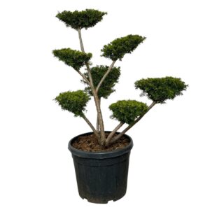 Törpe tiszafa (TAXUS MEDIA ‘FARMEN’)