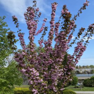 Oszlopos japán díszcseresznye (Prunus serrulata ‘Sunset Boulevard’)