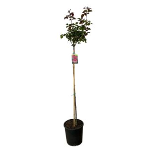Magastörzsű rózsa ‘Barkarole’ (Rosa ‘Barkarole’)