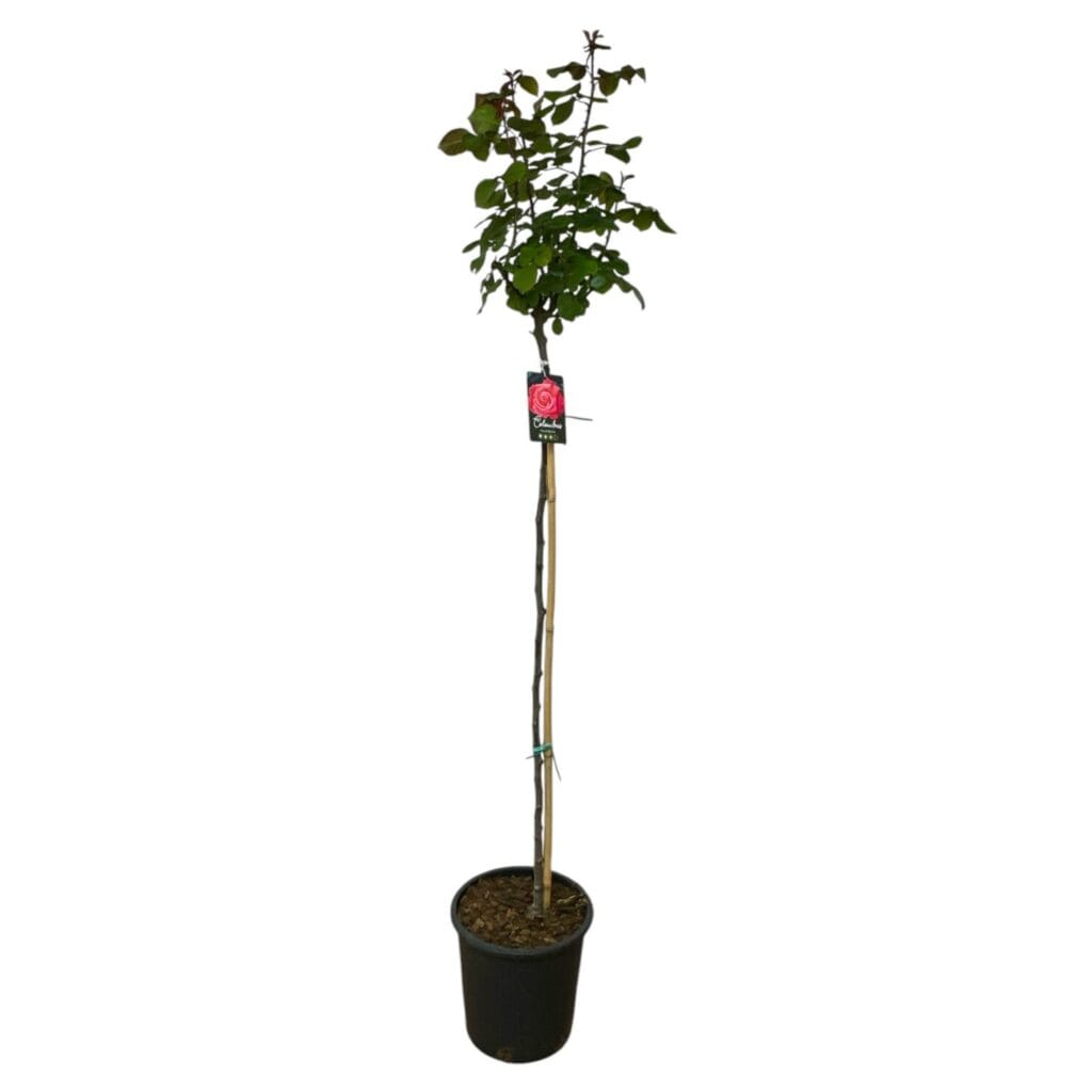 Magastörzsű rózsa (Rosa ‘Columbus’)