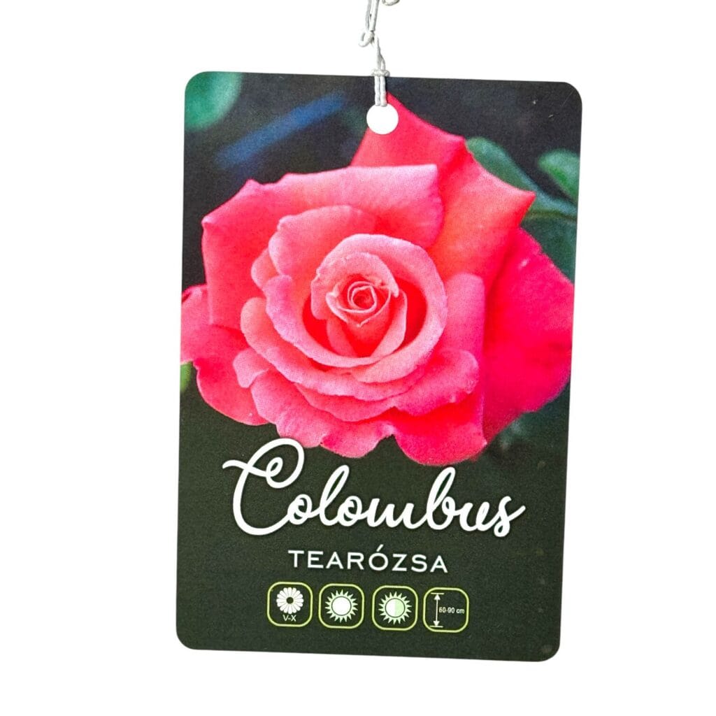 Magastörzsű rózsa (Rosa ‘Columbus’)